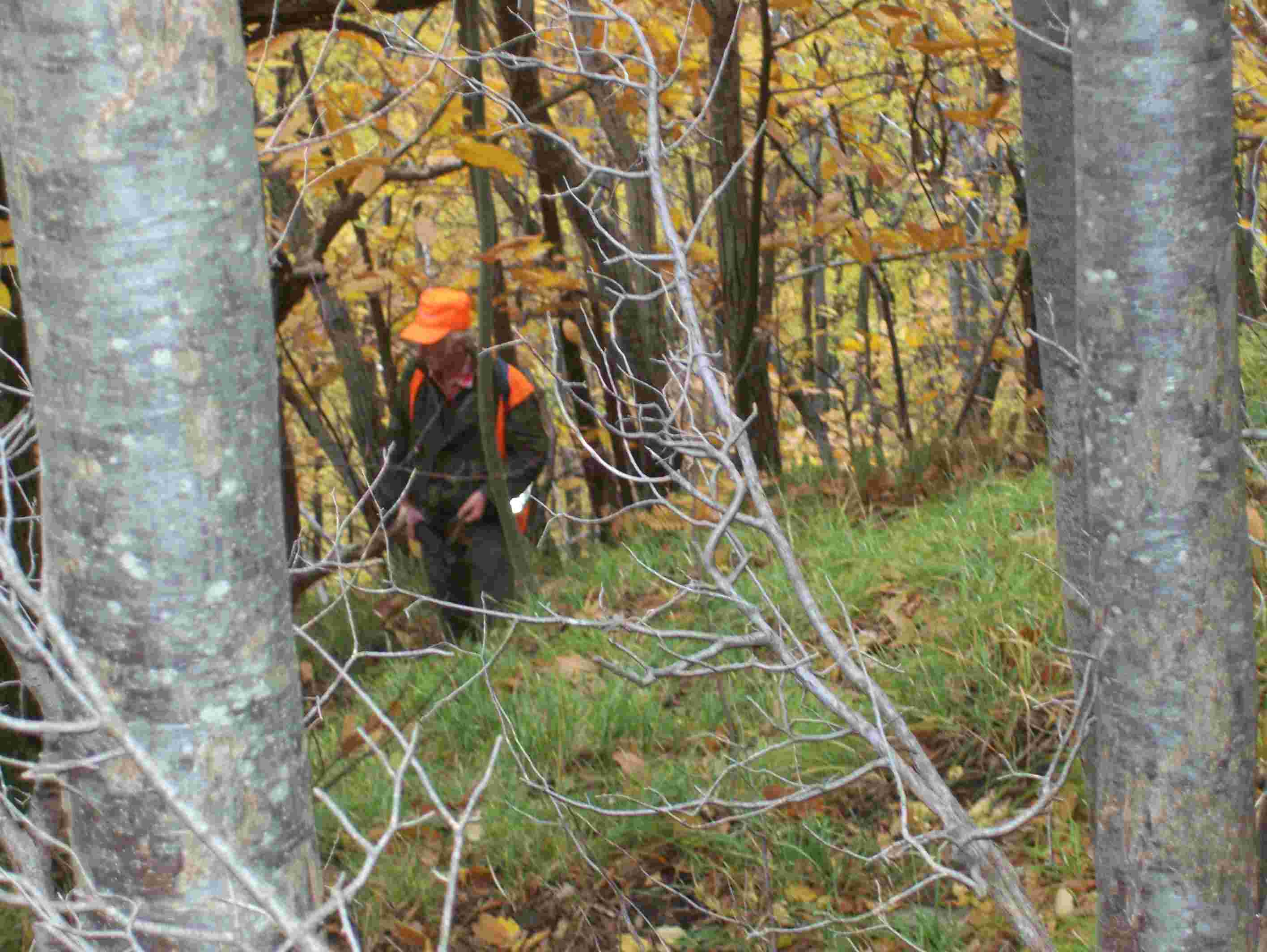  Image name: 21 Caccia.JPG 
 width: 2832 pixel 
 height: 2128 pixel 
 Size: 184797 bytes 
 Click to enlarge 